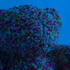 Sweet Tooth Petite - Royal Blue 6 Sweet Tooth Petite - Royal Blue -Scout Design Studio SweetToothPetite Blue.03